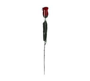 Single Red Rose – Elegant Romantic Flower for Valentine’s, Anniversaries & Special Occasions